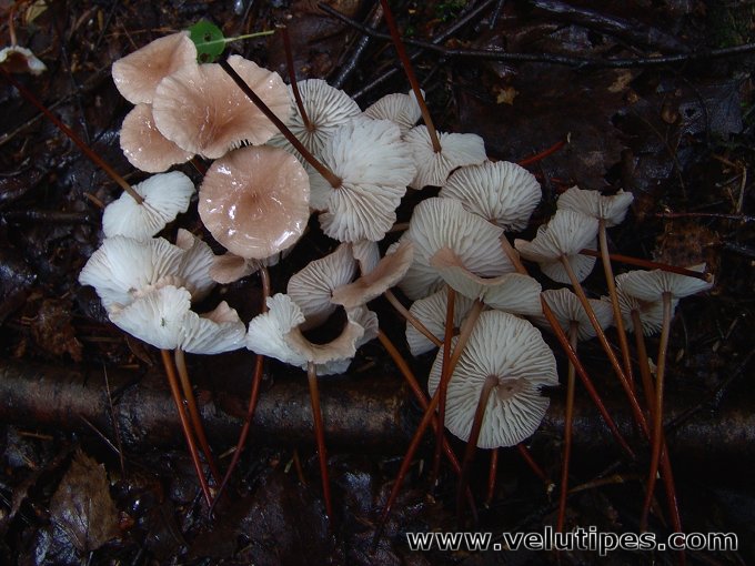 Mycetinis scorodonius