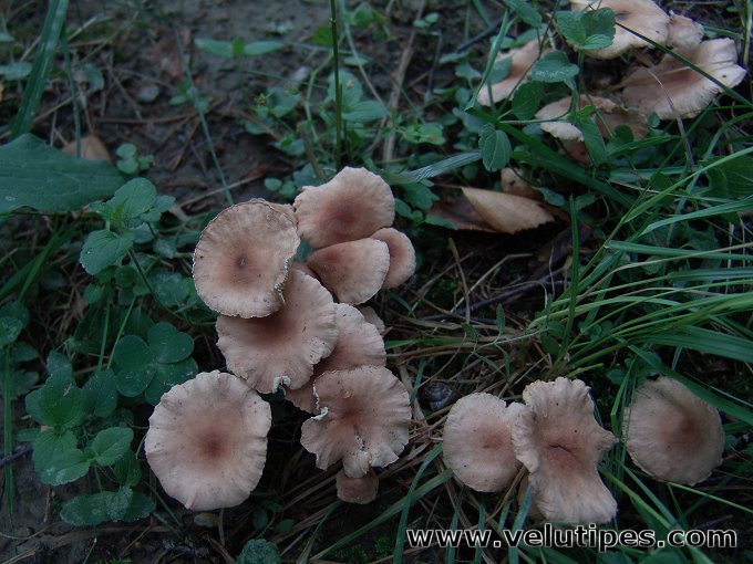 Mycetinis scorodonius