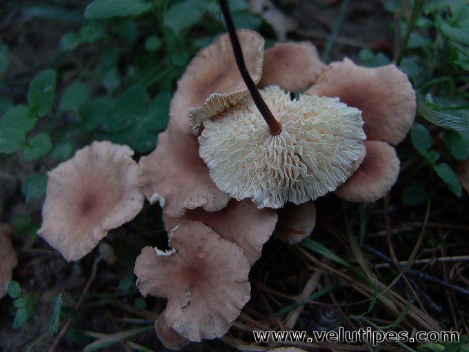 Mycetinis scorodonius