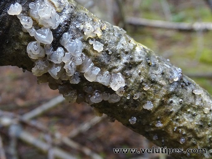 Myxarium nucleatum