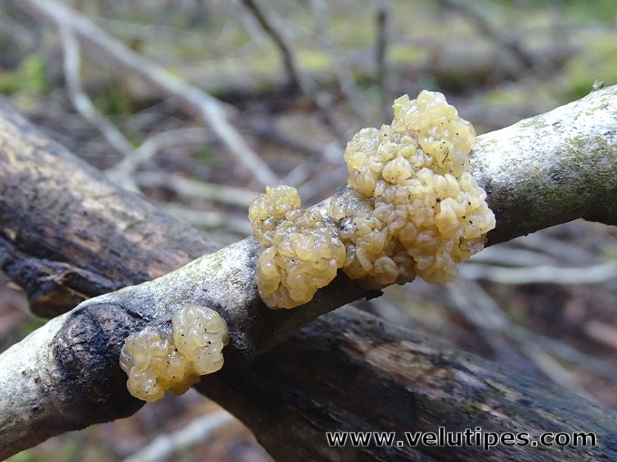Myxarium nucleatum