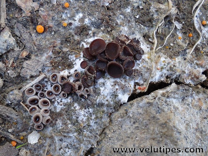 Nannfeldtiella aggregata