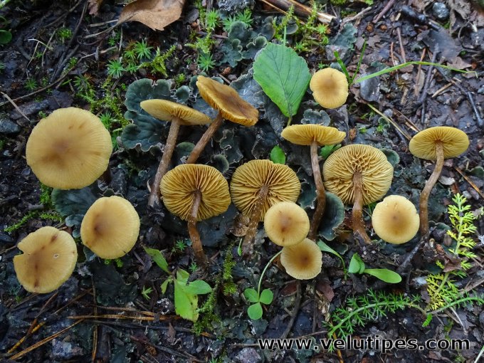 Naucoria escharioides