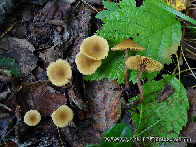 Naucoria escharioides