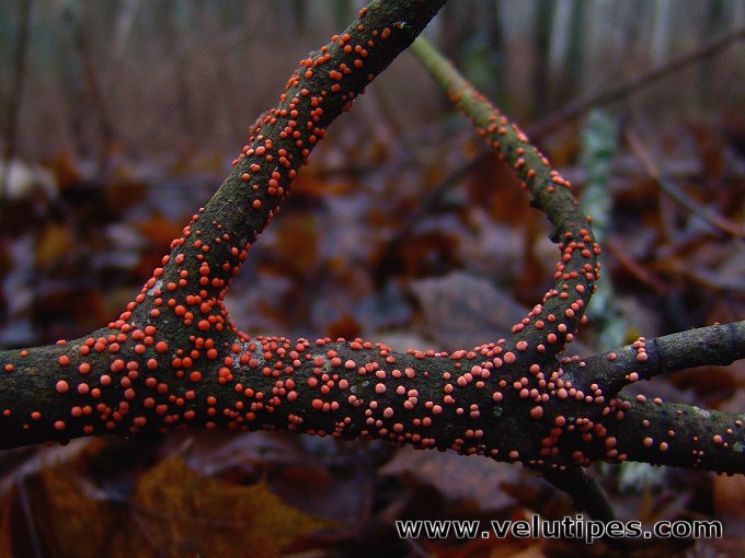  Nectria cinnabarina 
