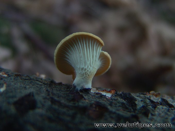 Neofavolus suavissimus