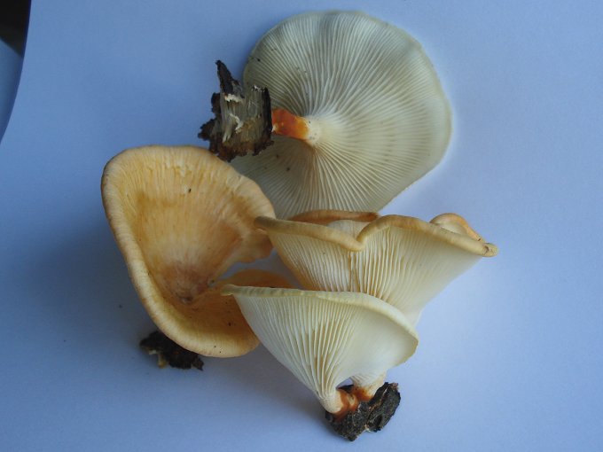 Neofavolus suavissimus