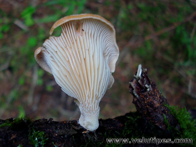 Neofavolus suavissimus