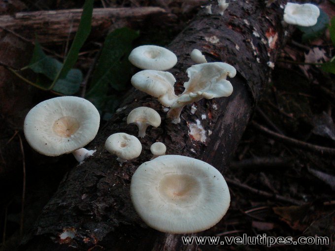 Neofavolus suavissimus