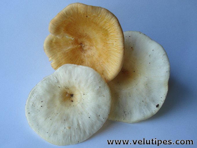 Neofavolus suavissimus