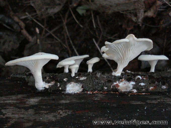 Neofavolus suavissimus