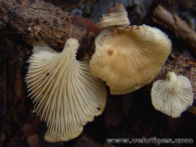 Neofavolus suavissimus