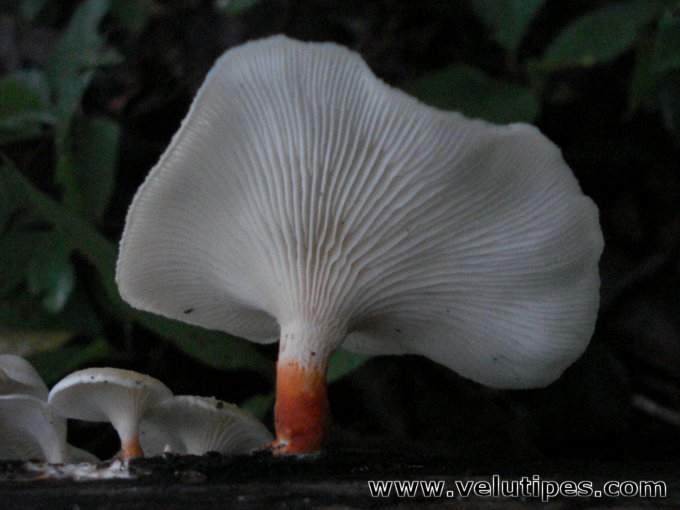 Neofavolus suavissimus