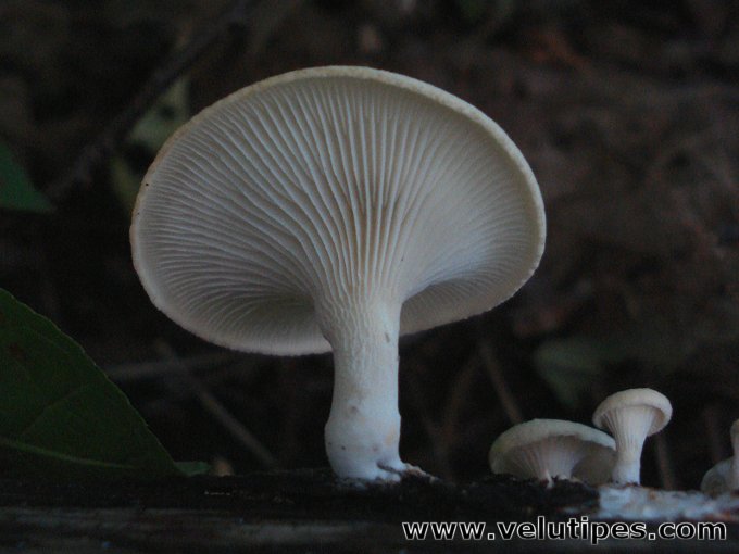 Neofavolus suavissimus