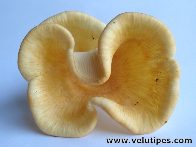 Neofavolus suavissimus