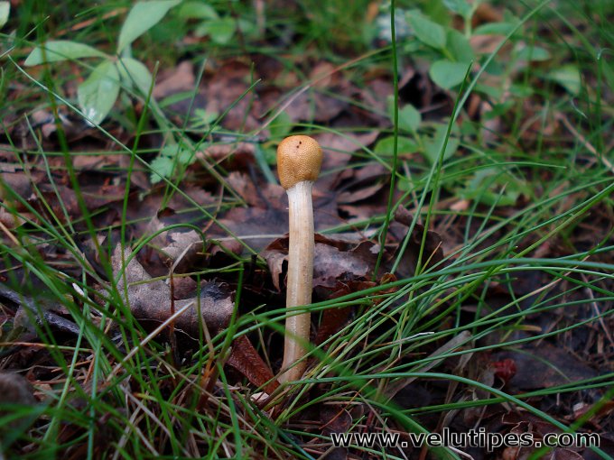 Ophiocordyceps gracilis
