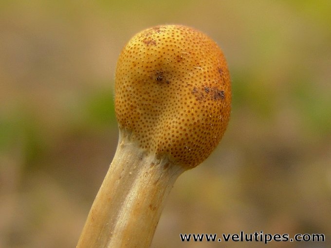 Ophiocordyceps gracilis