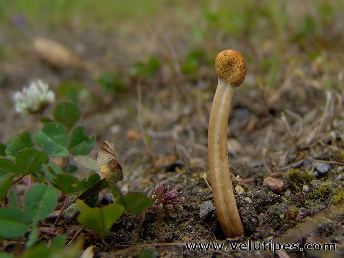 Ophiocordyceps gracilis