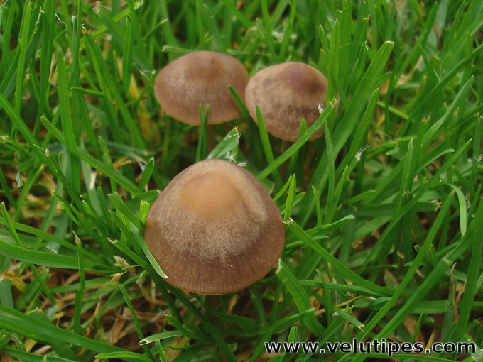 Panaeolina foenisecii, nurmikirjoheltta Natural Fungi in Finland