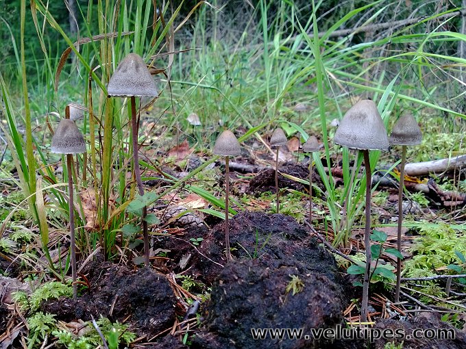 Panaeolus papilionaceus