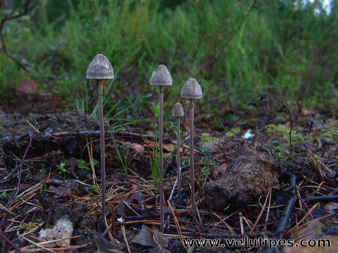 Panaeolus papilionaceus