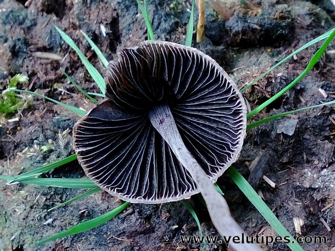 Panaeolus papilionaceus