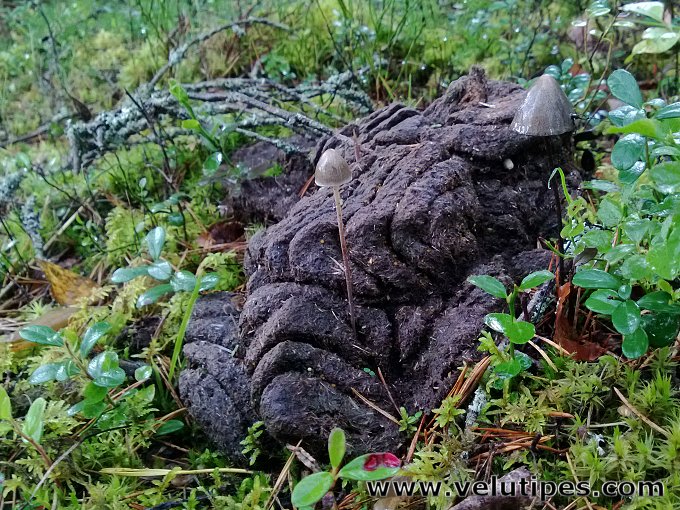 Panaeolus papilionaceus