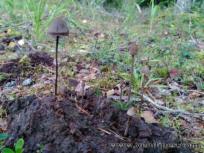 Panaeolus papilionaceus