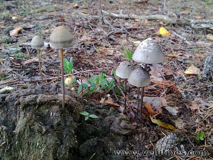 Panaeolus papilionaceus