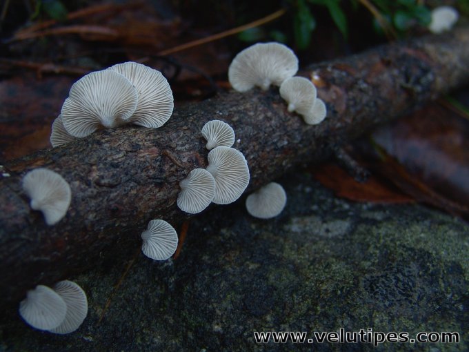  Panellus mitis 
