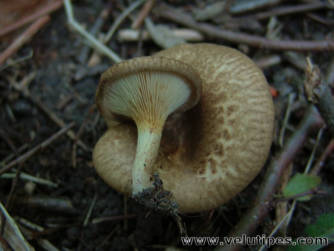 Paxillus filamentosus