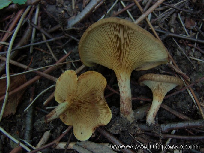 Paxillus filamentosus
