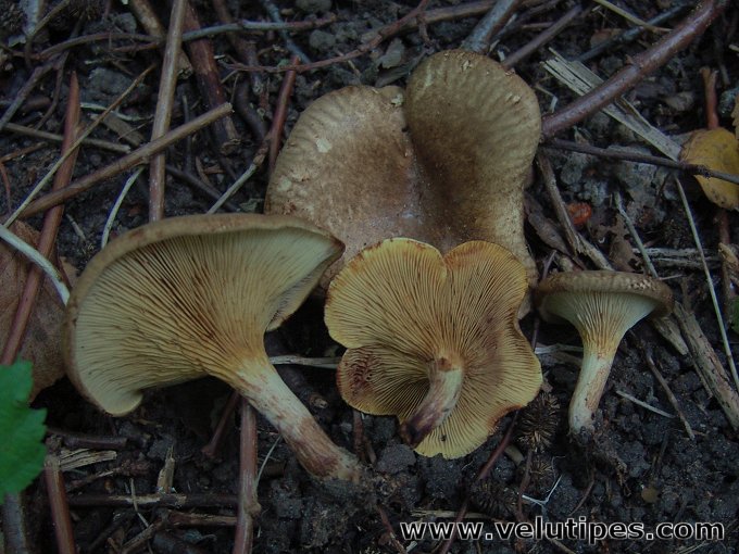 Paxillus filamentosus