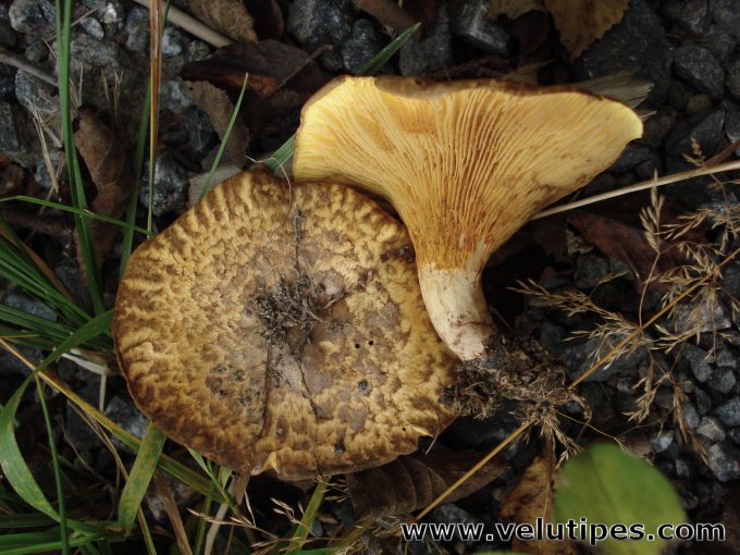 Paxillus filamentosus