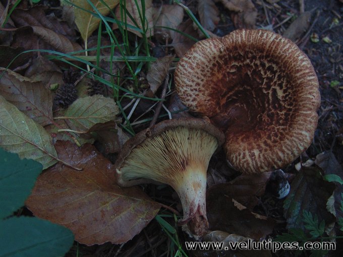 Paxillus filamentosus