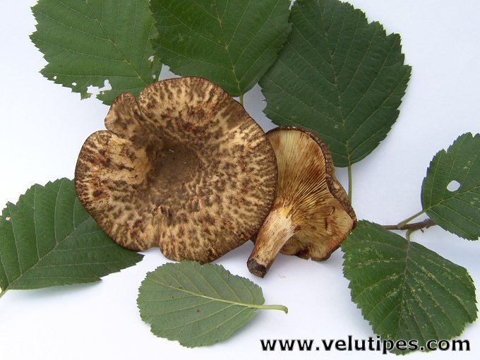 Paxillus filamentosus