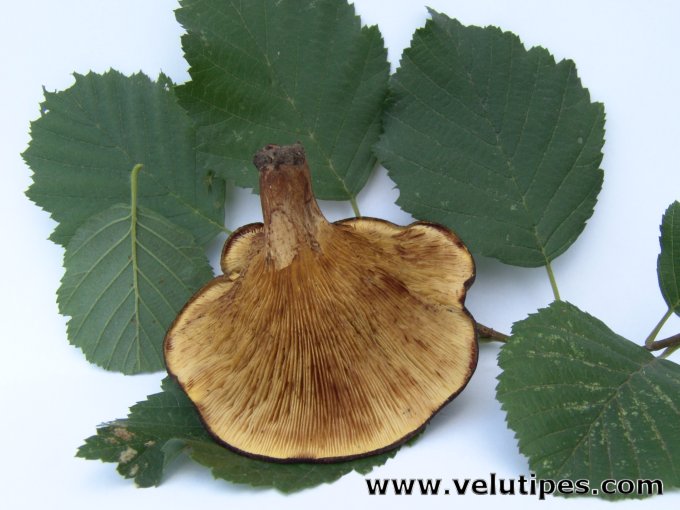 Paxillus filamentosus