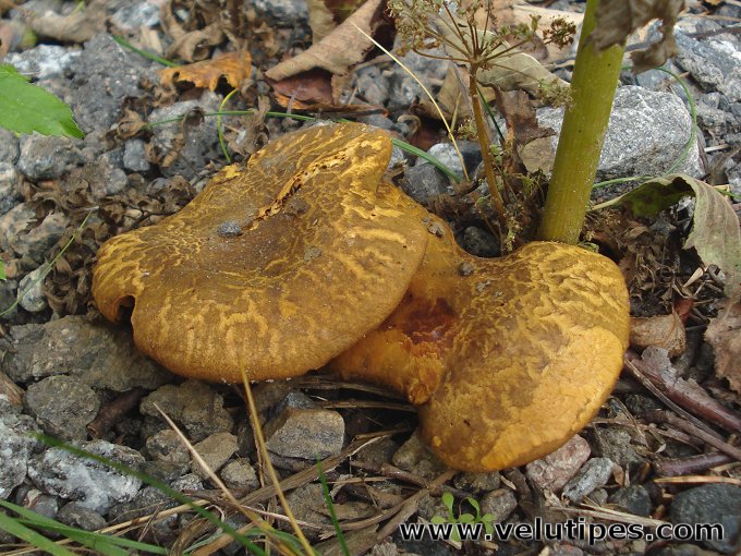 Paxillus filamentosus