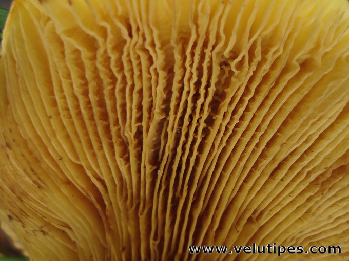 Paxillus filamentosus