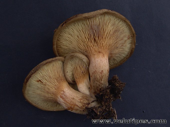 Paxillus involutus