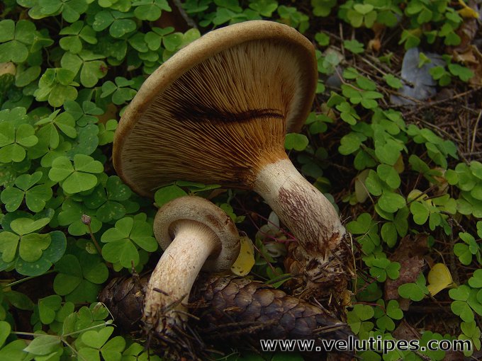 Paxillus involutus