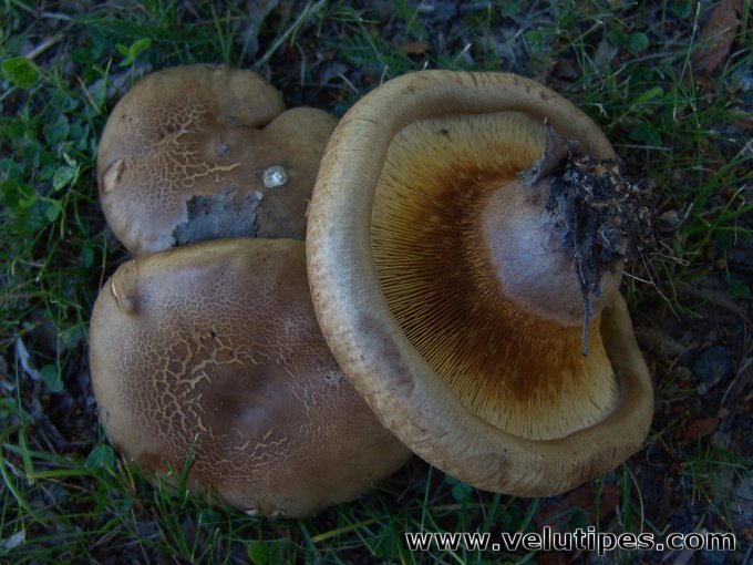 Paxillus involutus