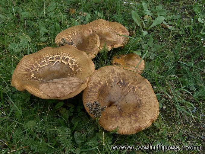 Paxillus involutus