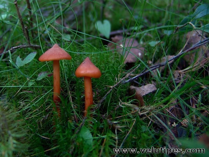 Phaeocollybia christinae