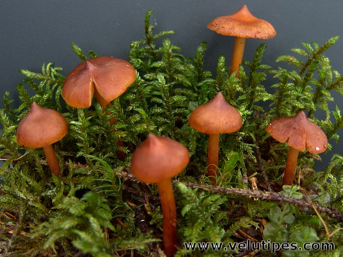 Phaeocollybia christinae