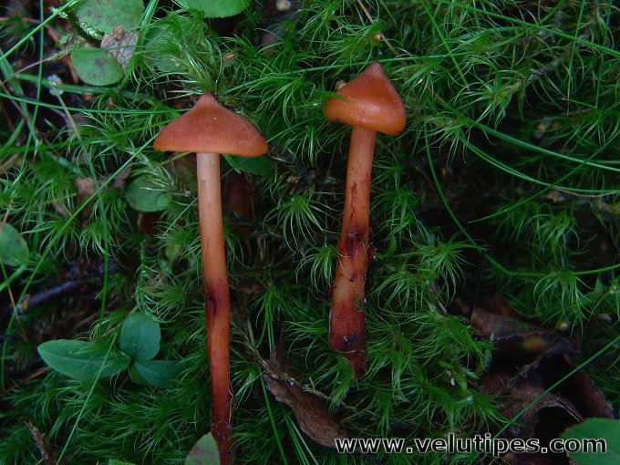 Phaeocollybia christinae