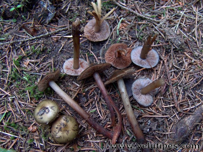 Phaeocollybia festiva