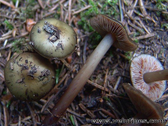 Phaeocollybia festiva