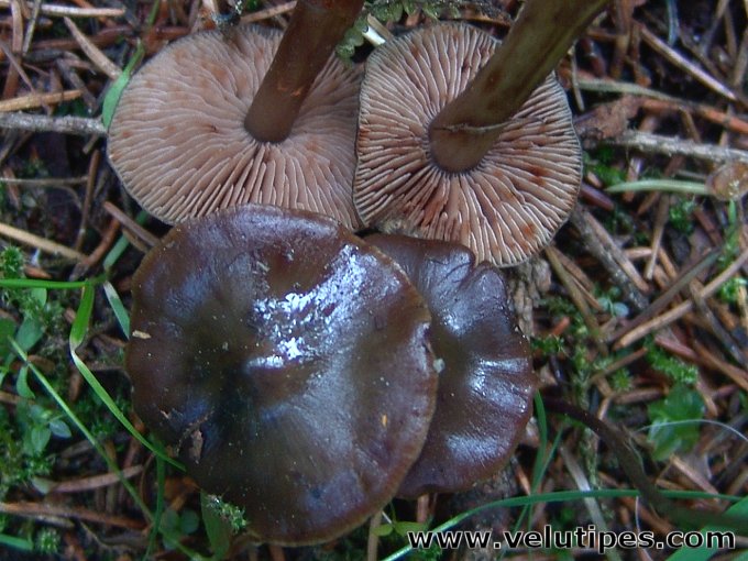 Phaeocollybia festiva