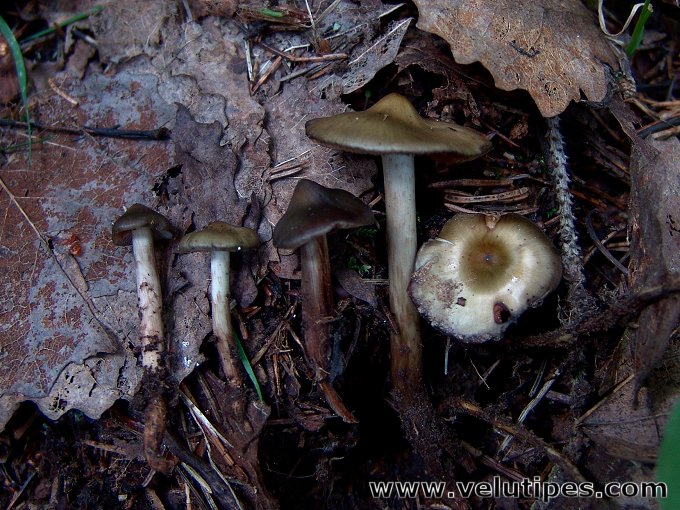 Phaeocollybia festiva